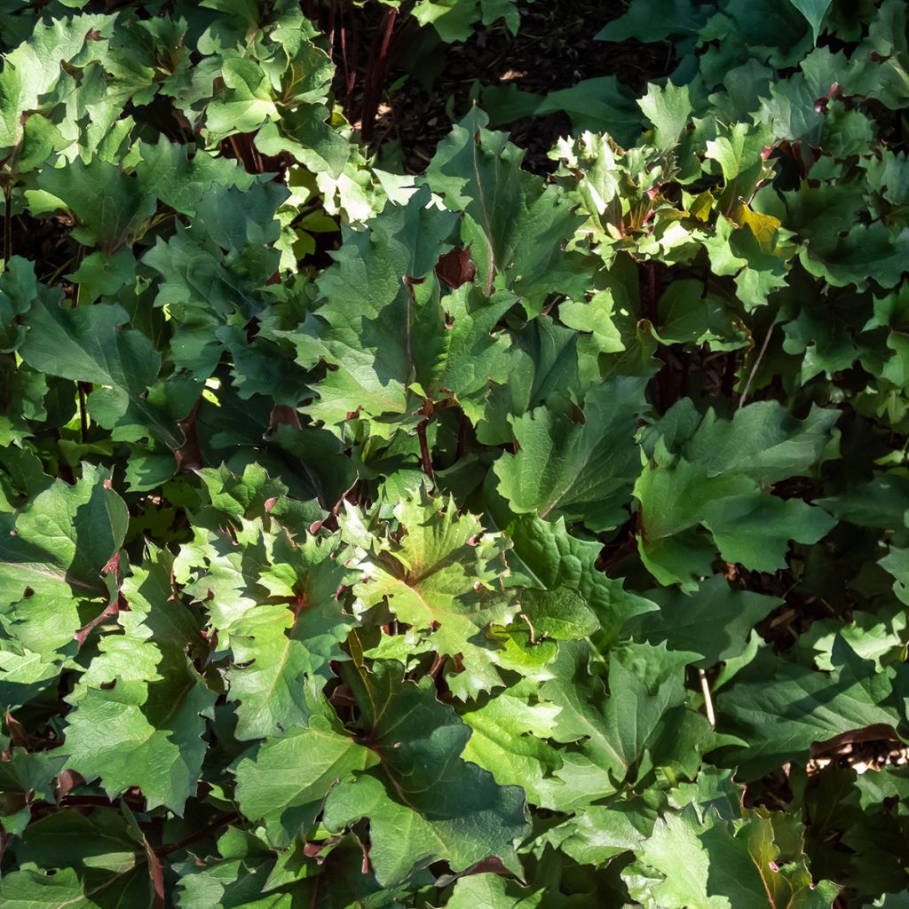 Ligularia Osiris Cafe Noir - Goldkolben