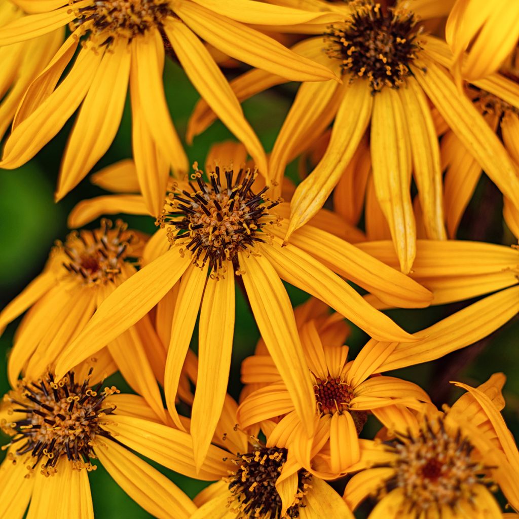 Ligularia dentata Desdemona - Strauß-Goldkolben