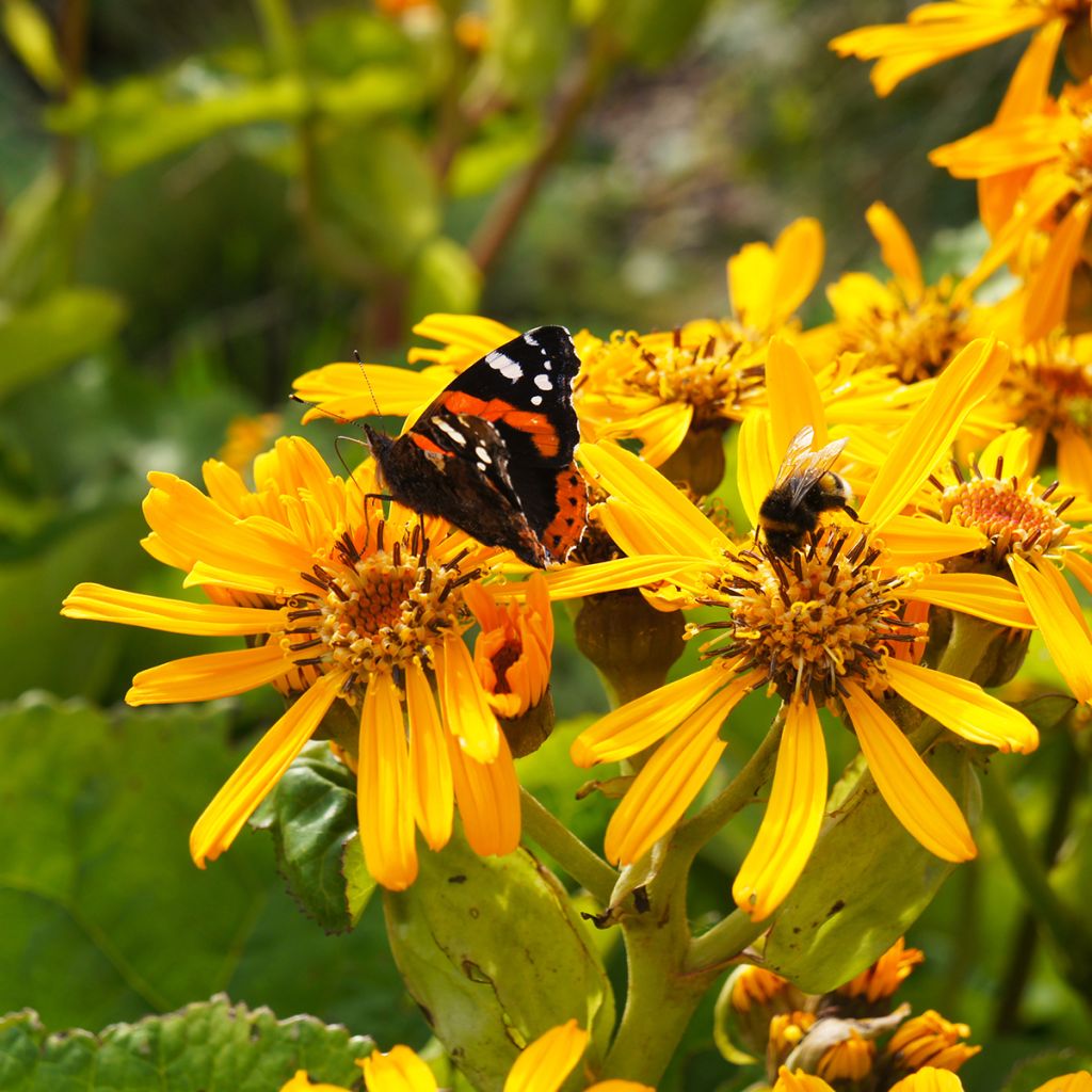 Ligularia dentata Desdemona - Strauß-Goldkolben