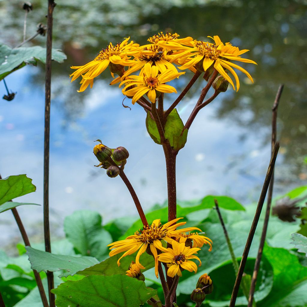 Ligularia dentata Desdemona - Strauß-Goldkolben