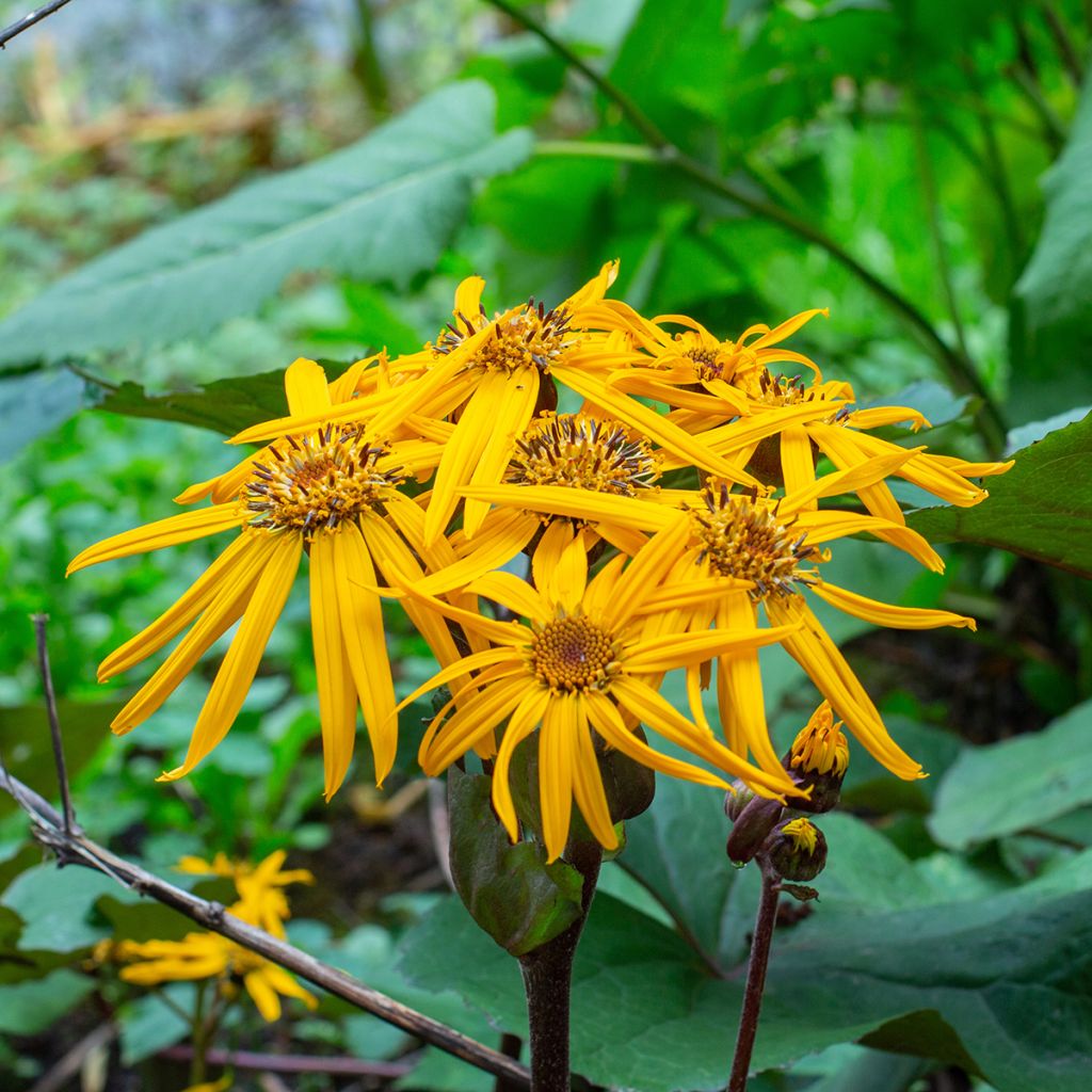 Ligularia dentata Desdemona - Strauß-Goldkolben