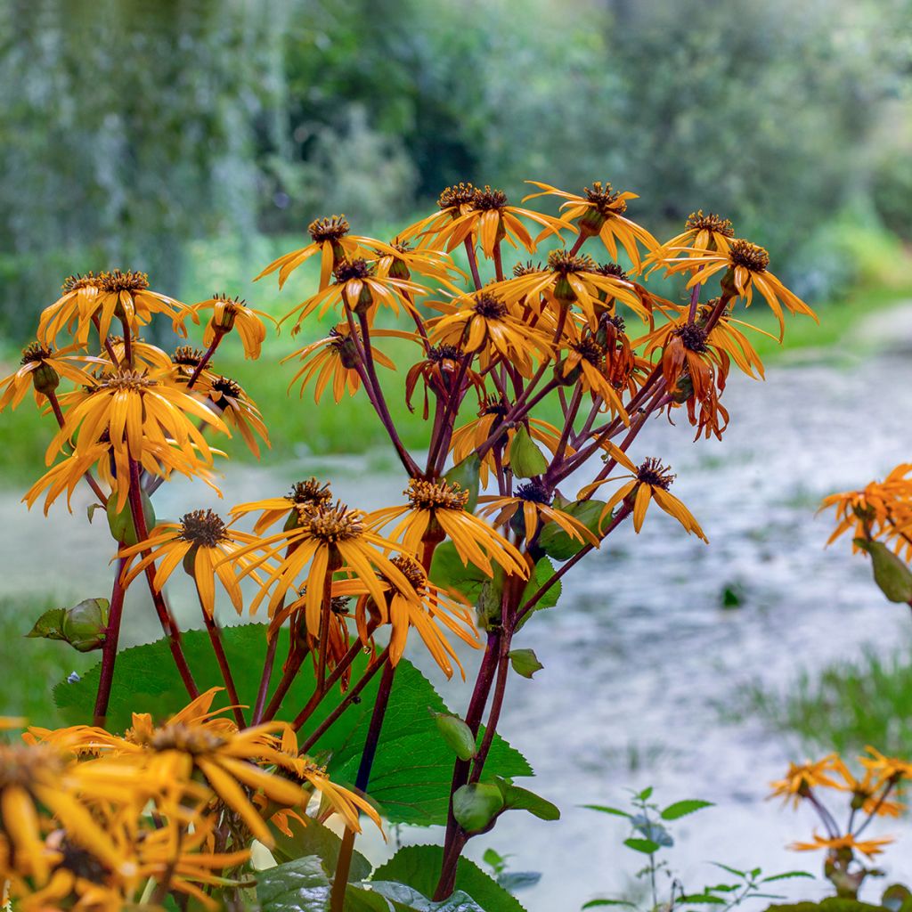 Ligularia dentata Desdemona - Strauß-Goldkolben