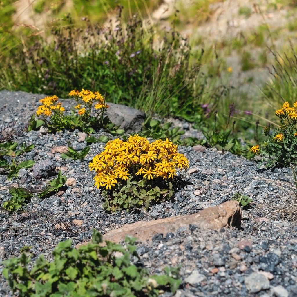 Ligularia dentata Desdemona - Strauß-Goldkolben