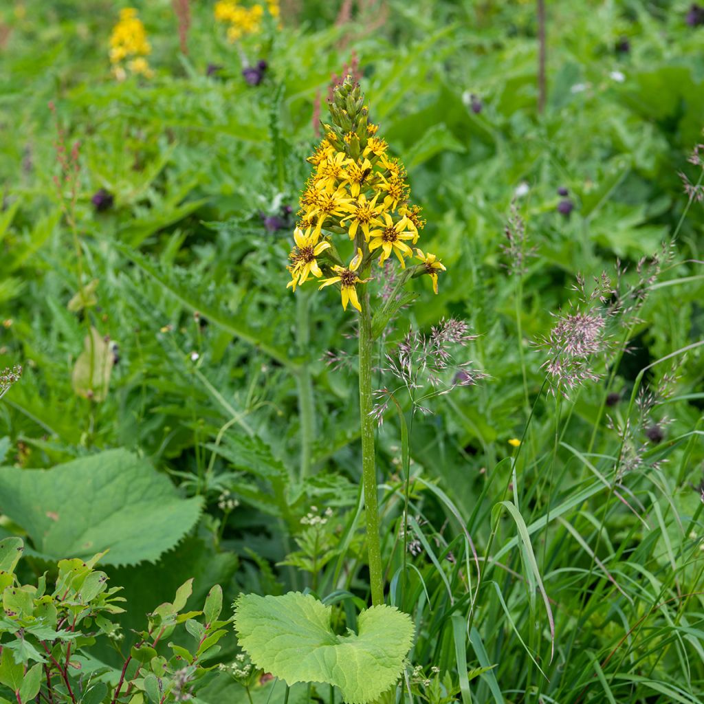 Ligularia fischeri - Fischers Goldkolben