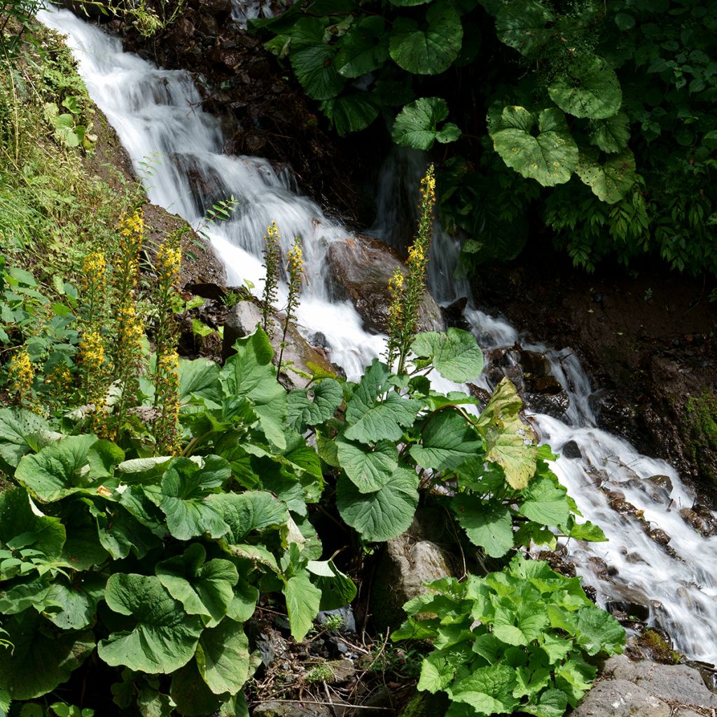 Ligularia fischeri - Fischers Goldkolben