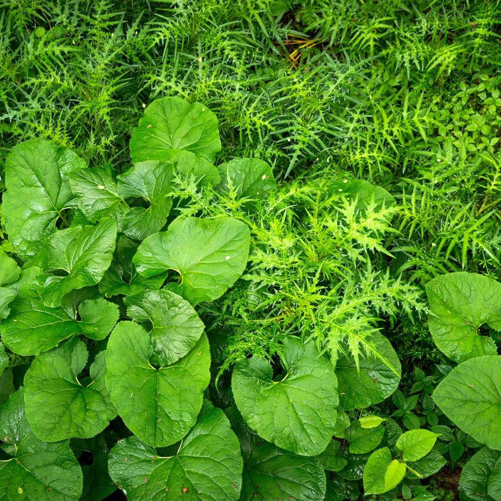 Ligularia fischeri - Fischers Goldkolben