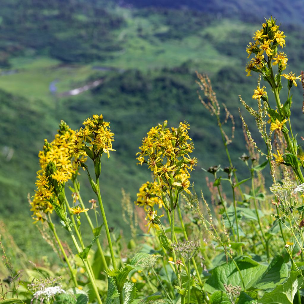 Ligularia fischeri - Fischers Goldkolben