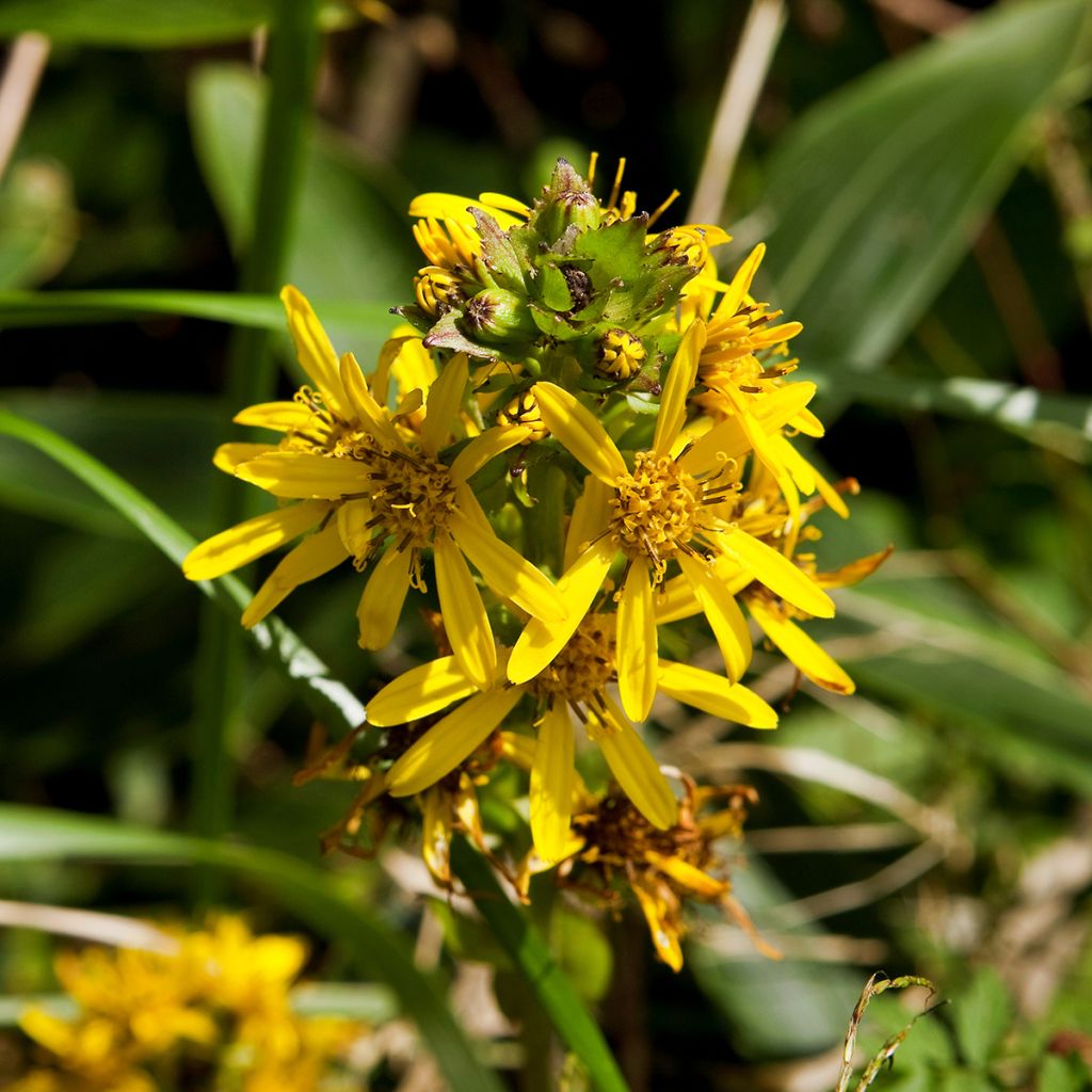 Ligularia fischeri - Fischers Goldkolben