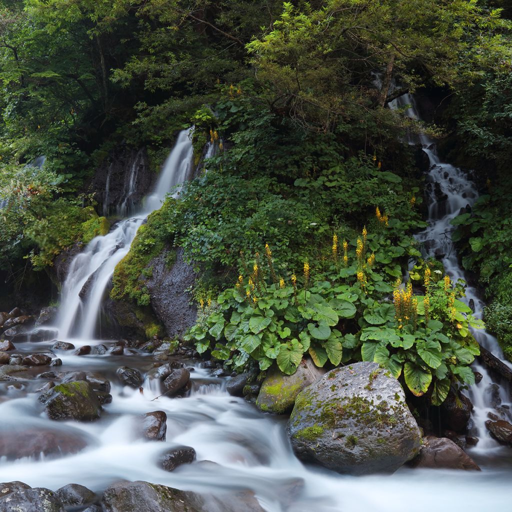 Ligularia fischeri - Fischers Goldkolben