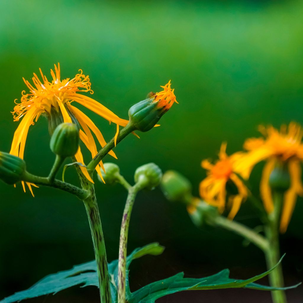 Ligularia japonica Rising Sun BSWJ6293 - Japanischer Strauß-Goldkolben