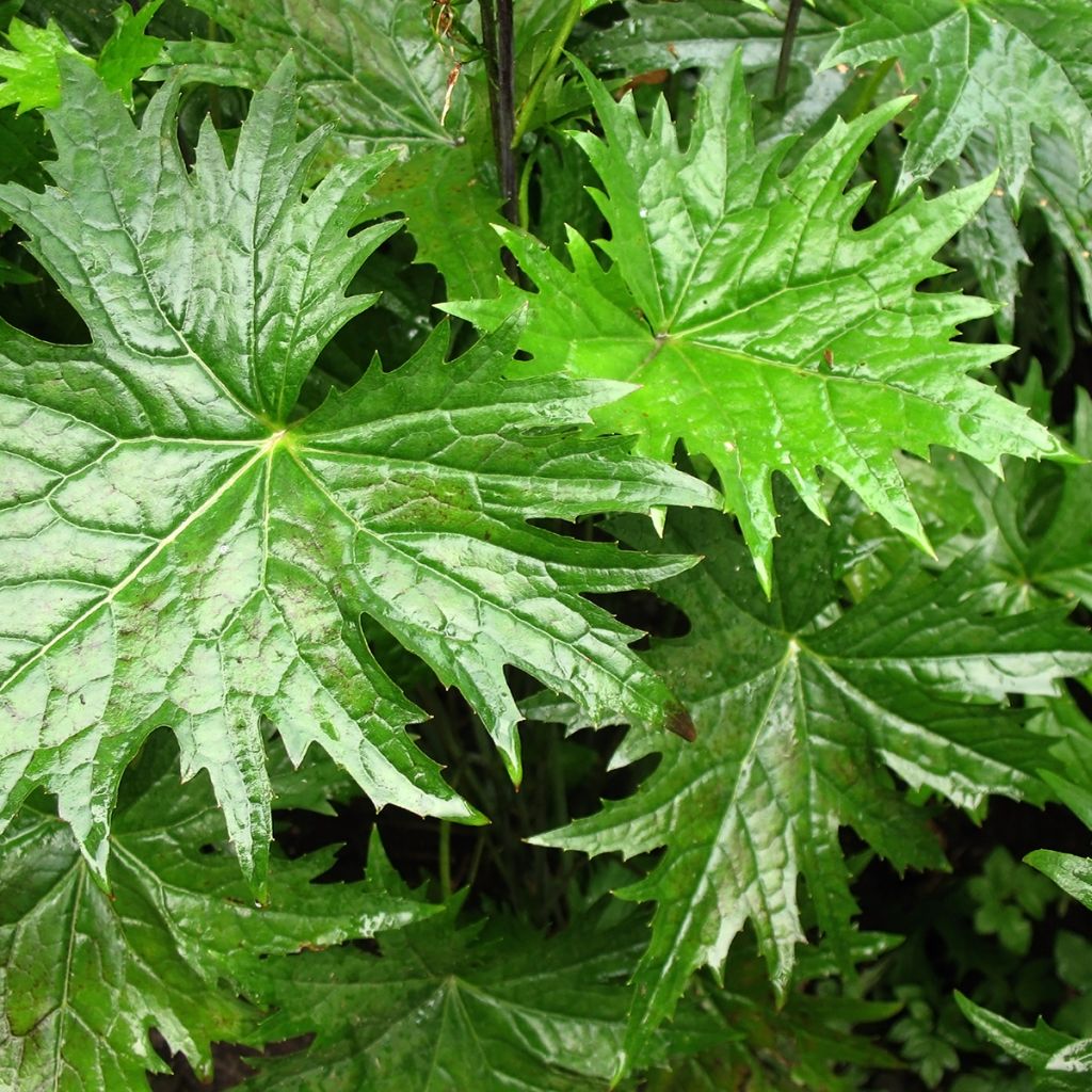 Ligularia przewalskii - Kerzen-Greiskraut