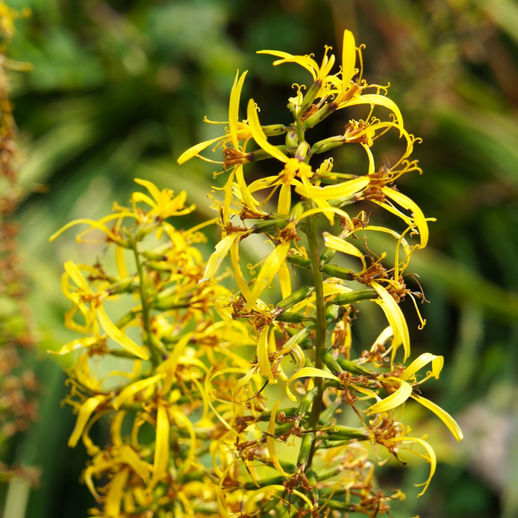 Ligularia przewalskii - Kerzen-Greiskraut