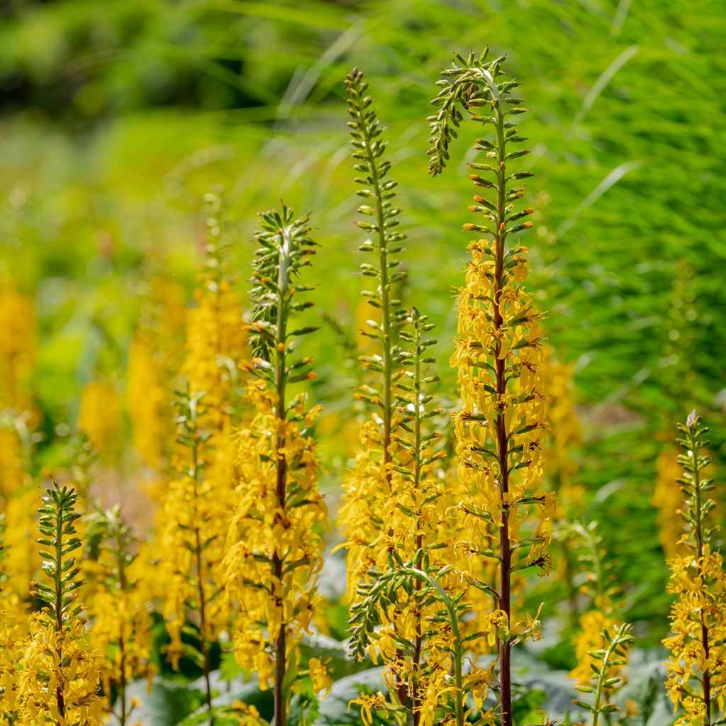 Ligularia przewalskii - Kerzen-Greiskraut