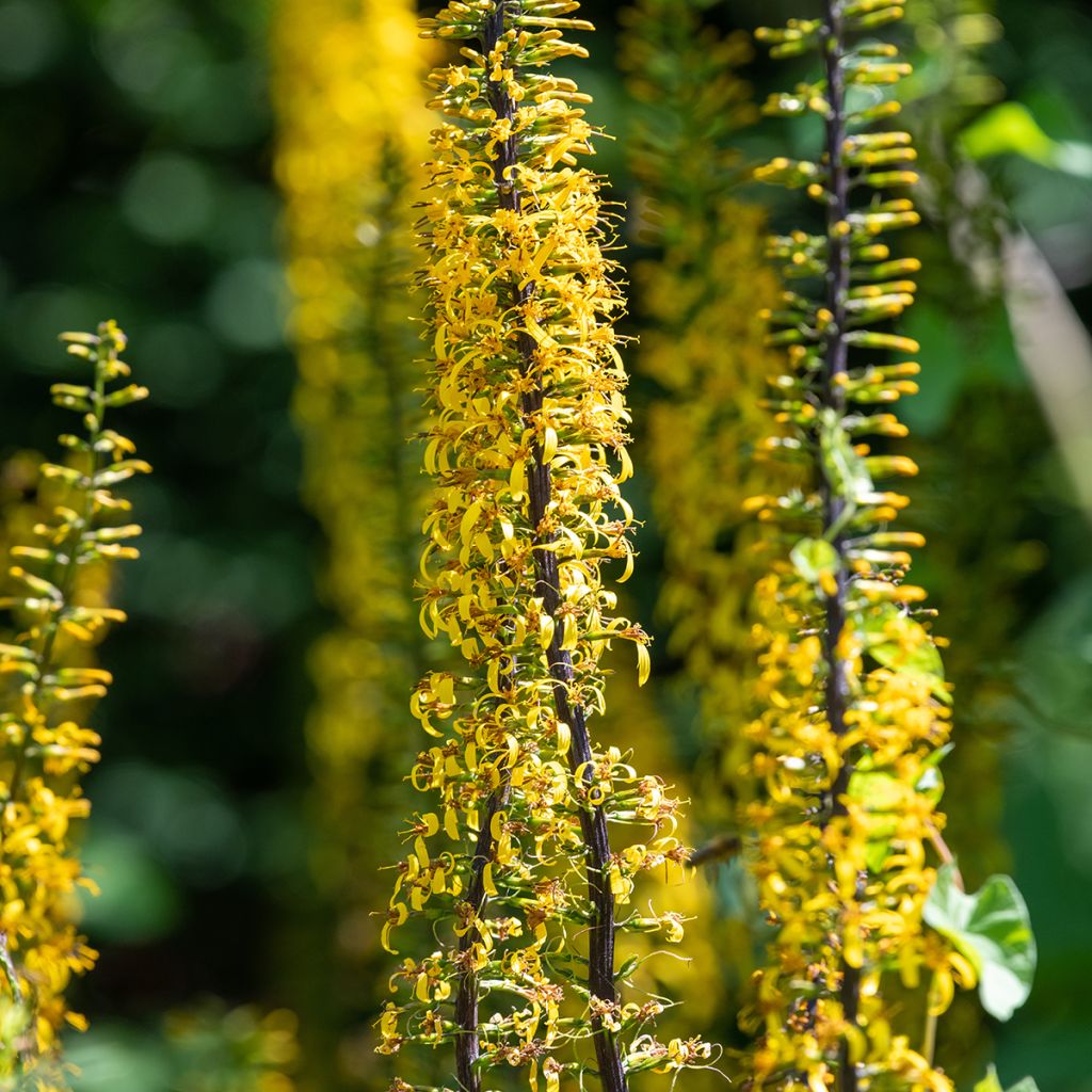 Ligularia przewalskii - Kerzen-Greiskraut