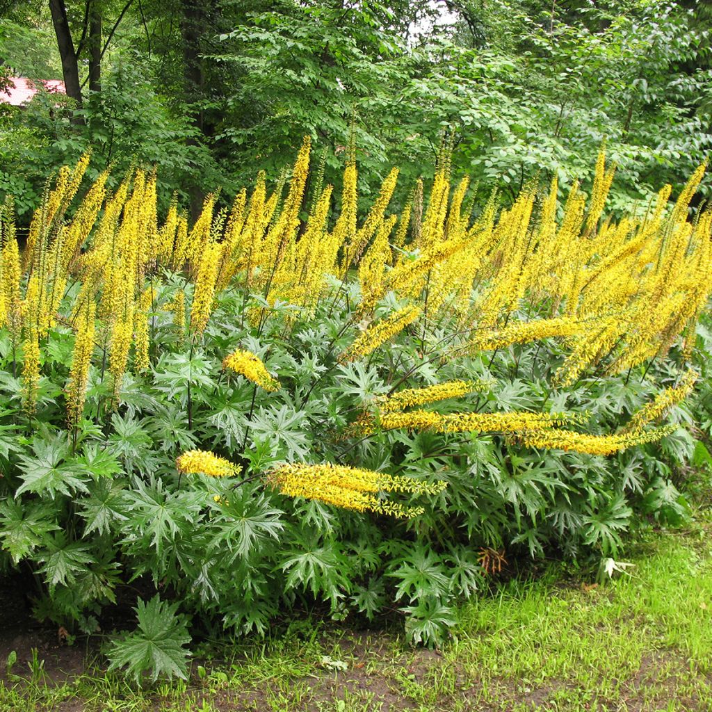 Ligularia przewalskii - Kerzen-Greiskraut