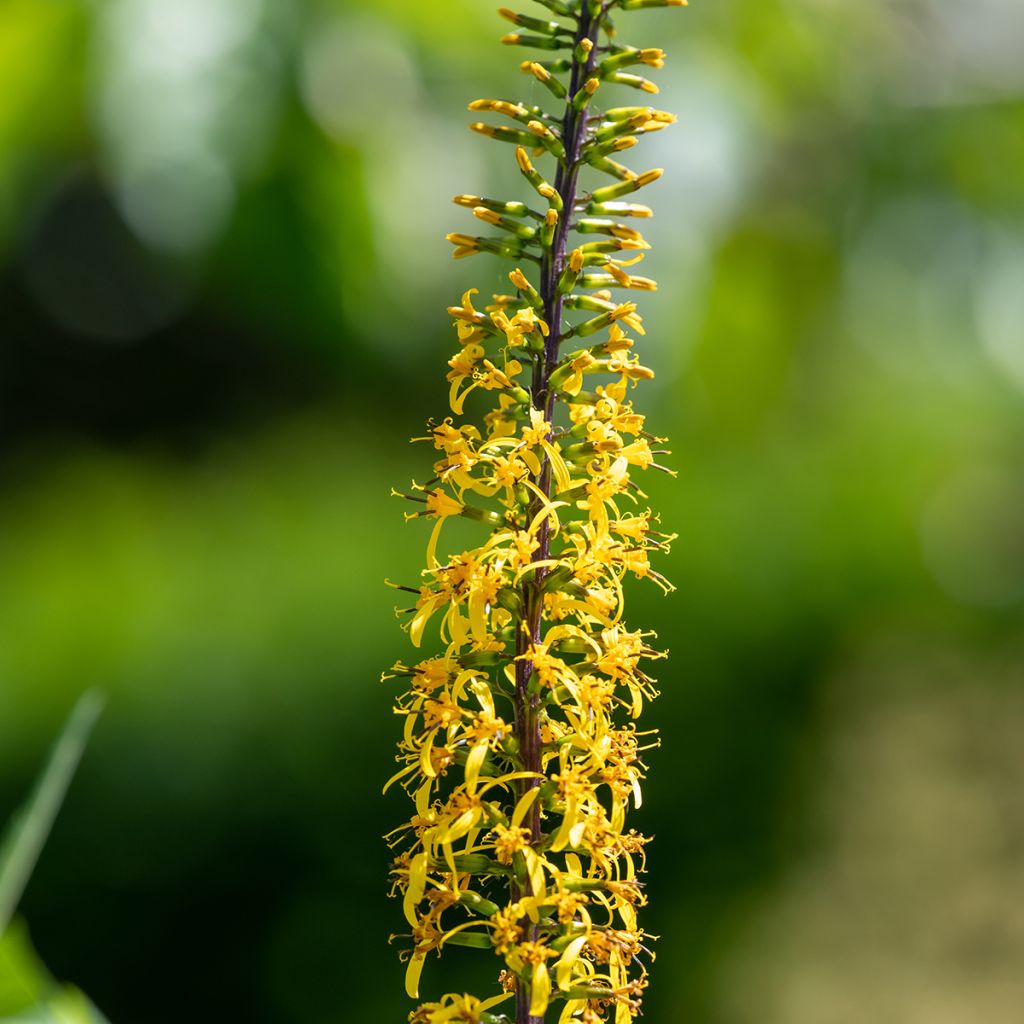 Ligularia przewalskii - Kerzen-Greiskraut