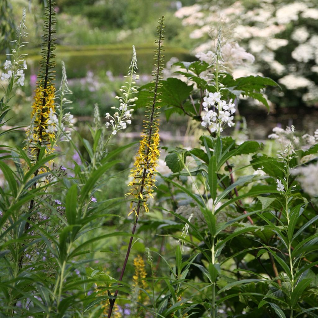 Ligularia przewalskii - Kerzen-Greiskraut