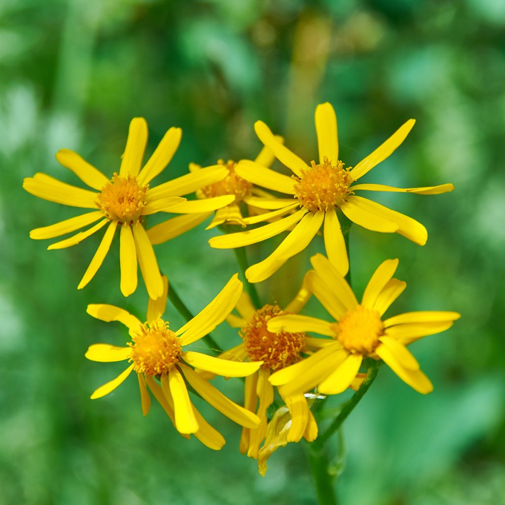 Ligularia sibirica - Sibirischer Goldkolben