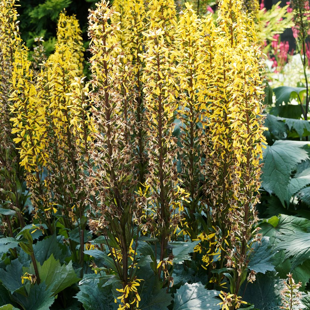 Ligularia stenocephala Little Rocket - Kerzen-Goldkolben