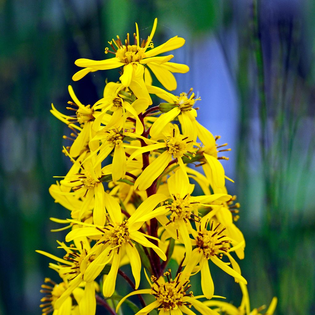 Ligularia stenocephala Little Rocket - Kerzen-Goldkolben