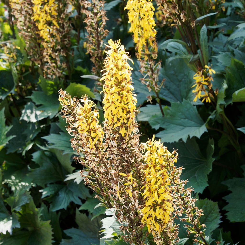 Ligularia stenocephala The Rocket - Kerzen-Goldkolben