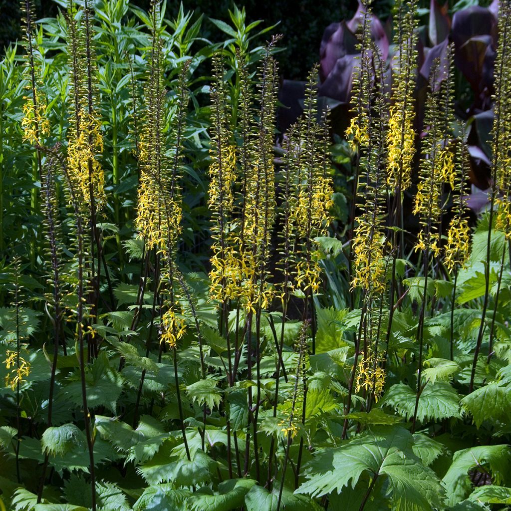 Ligularia stenocephala - Kerzen-Goldkolben