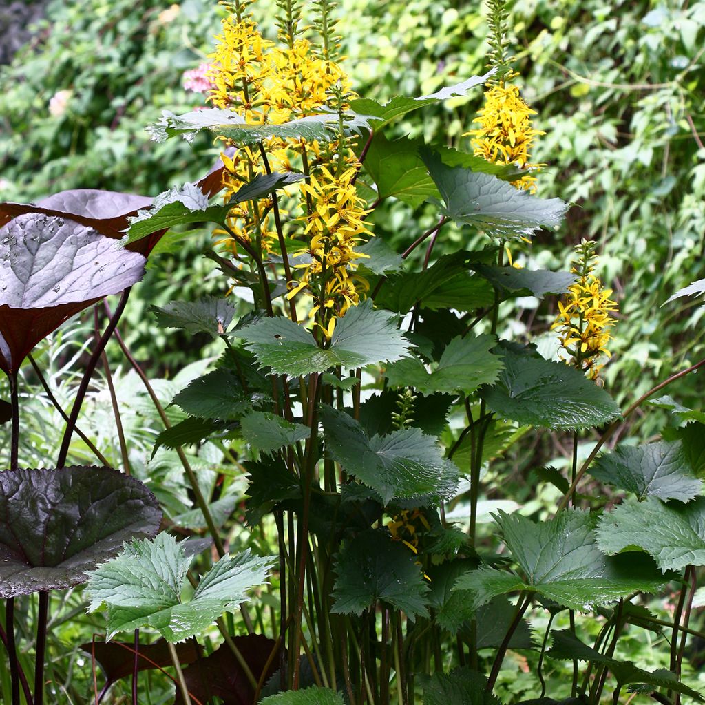 Ligularia stenocephala - Kerzen-Goldkolben