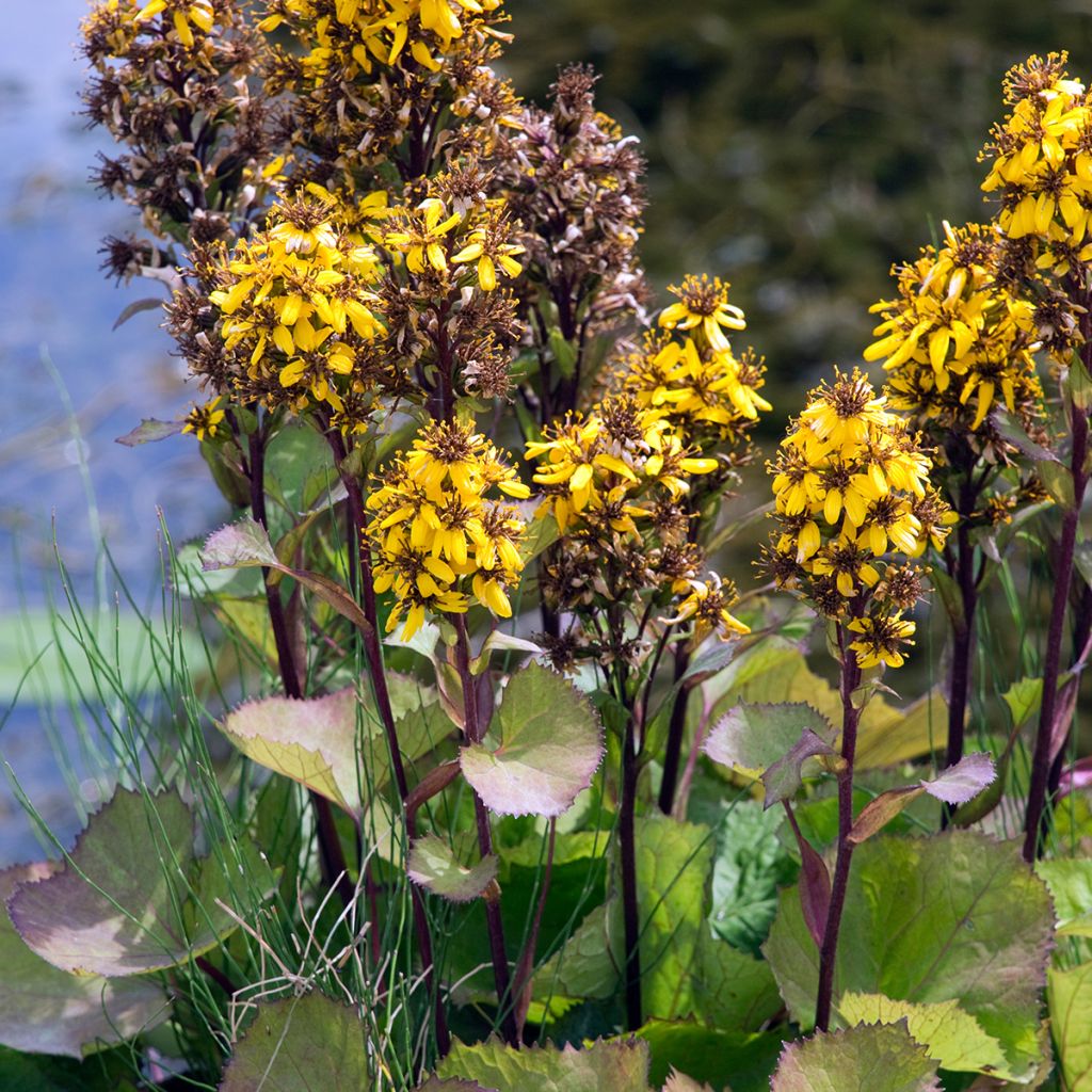 Ligularia hessei - Hesses-Goldkolben