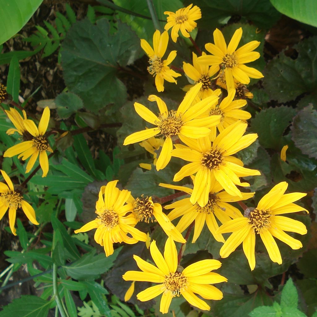 Ligularia Gregynog Gold - Goldkolben