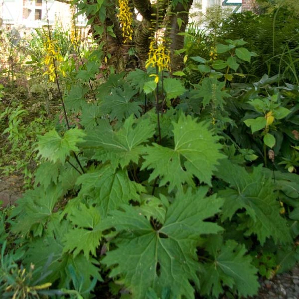 Ligularia przewalskii - Kerzen-Greiskraut