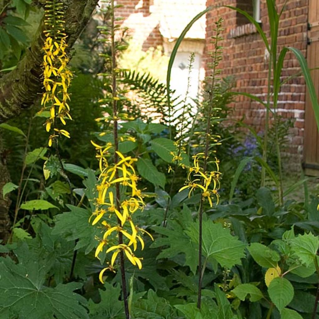 Ligularia przewalskii - Kerzen-Greiskraut