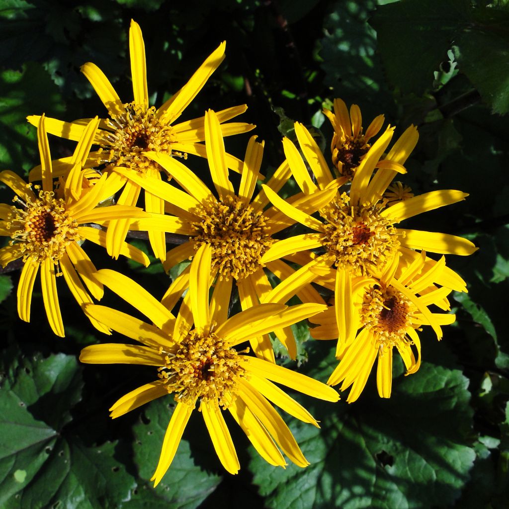 Ligularia dentata - Strauß-Goldkolben