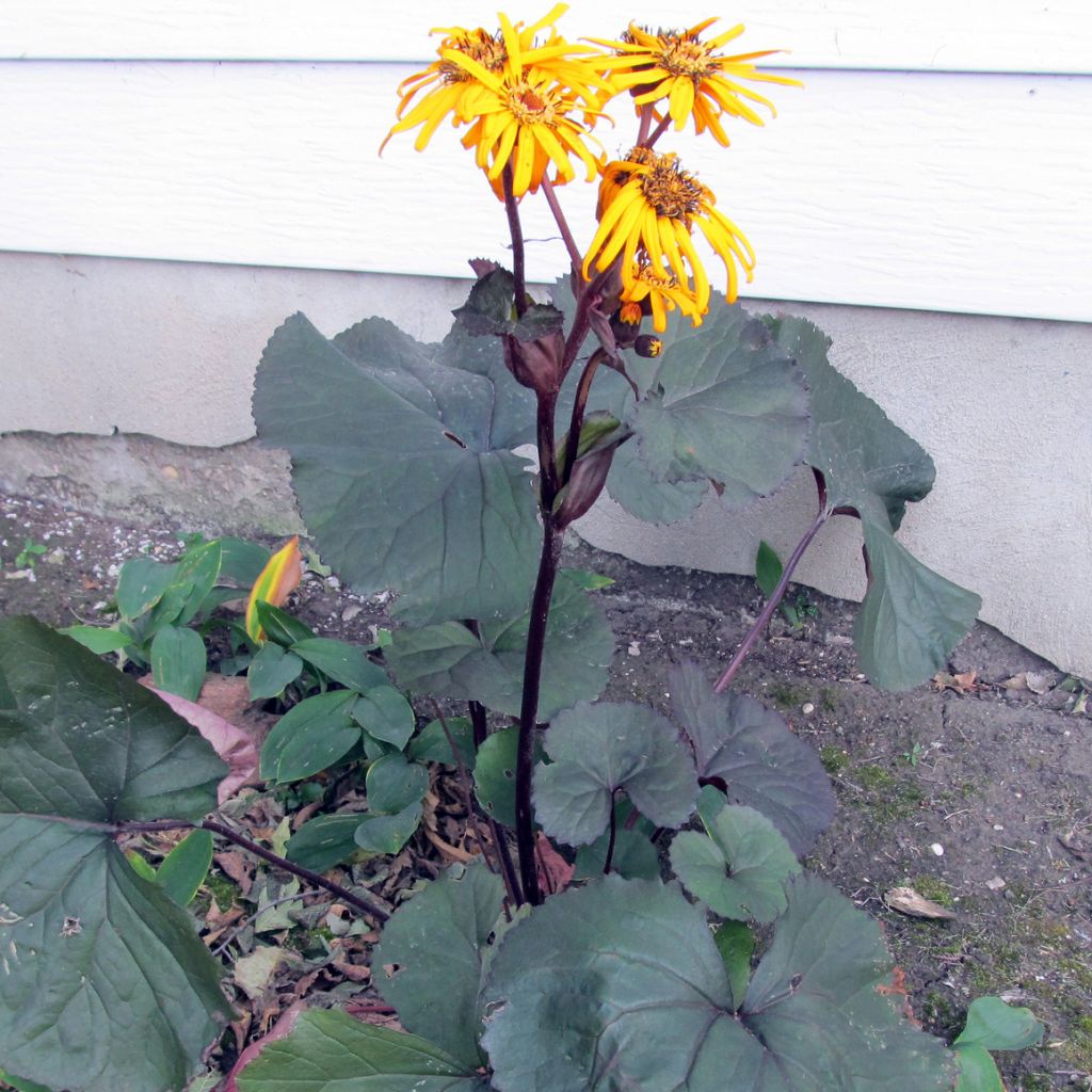 Ligularia dentata Britt-Marie Crawford - Strauß-Goldkolben