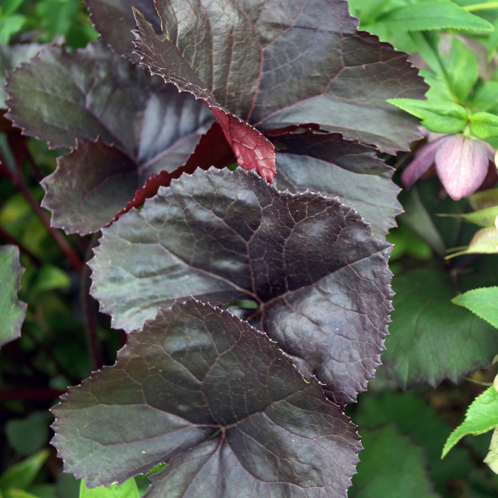 Ligularia dentata Britt-Marie Crawford - Strauß-Goldkolben