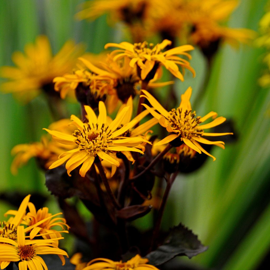 Ligularia dentata Britt-Marie Crawford - Strauß-Goldkolben