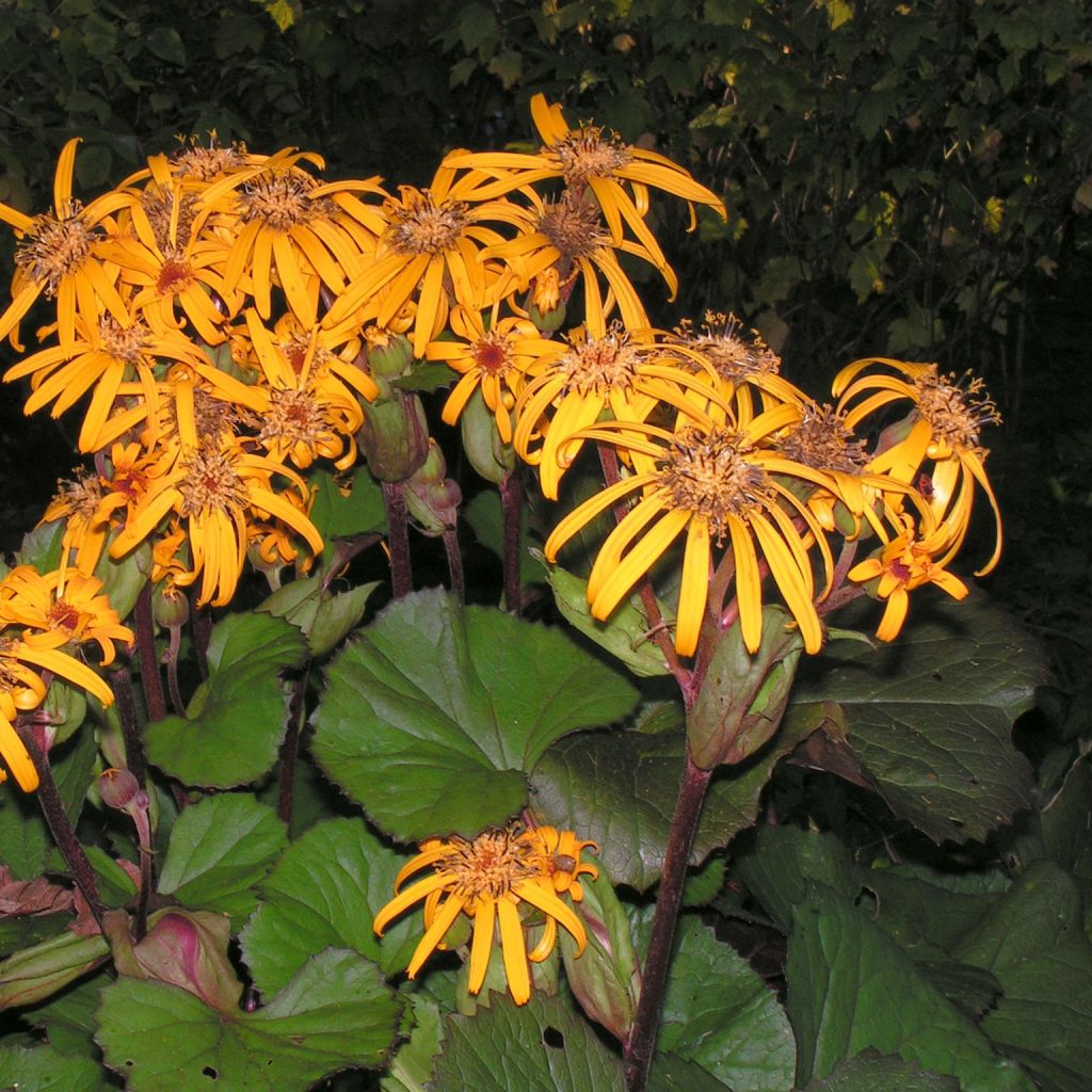 Ligularia dentata Desdemona - Strauß-Goldkolben