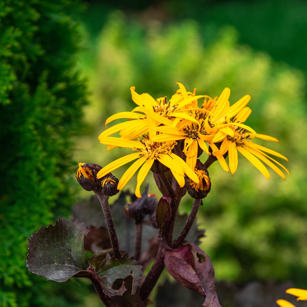 Ligularia dentata Garden Confetti - Strauß-Goldkolben