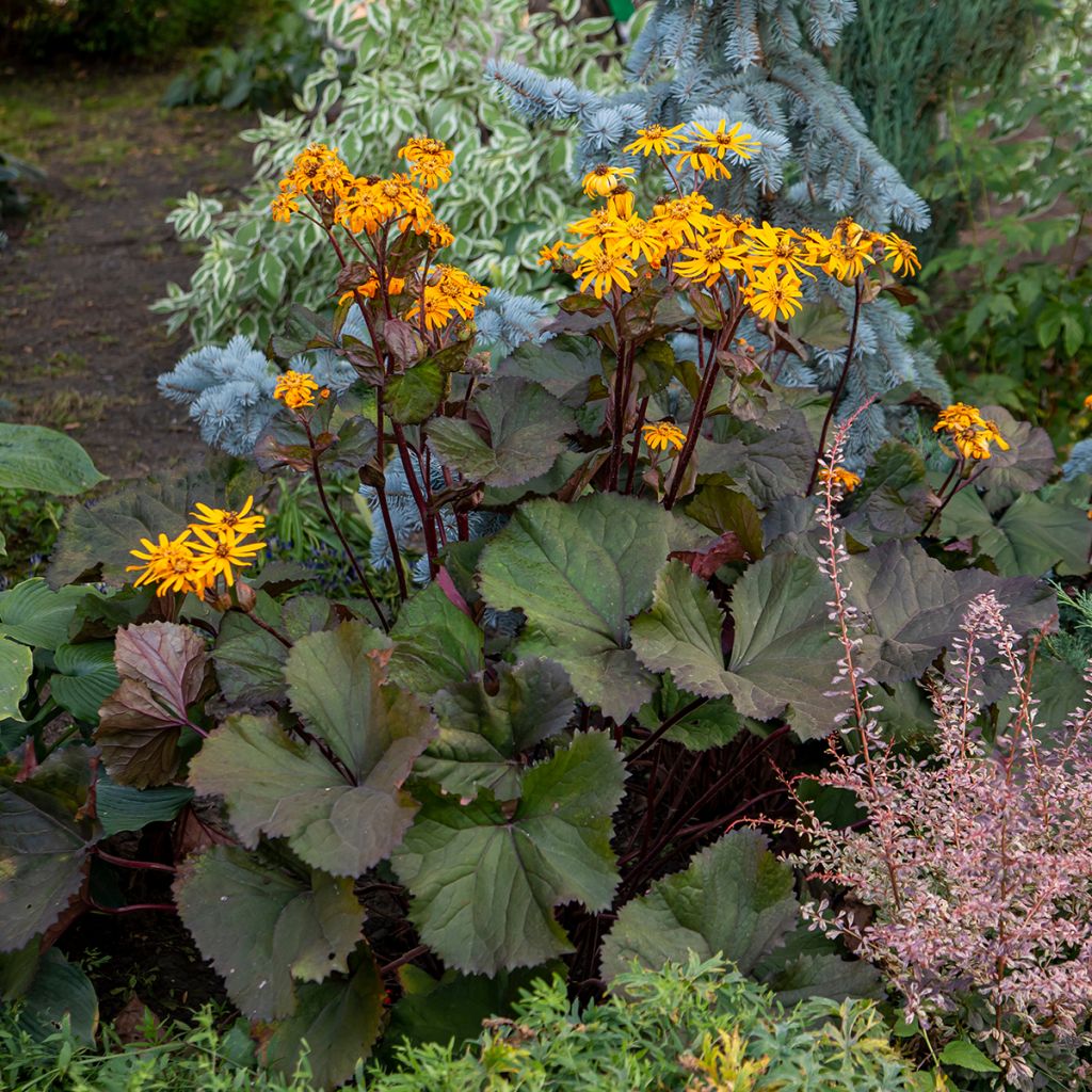 Ligularia dentata - Strauß-Goldkolben