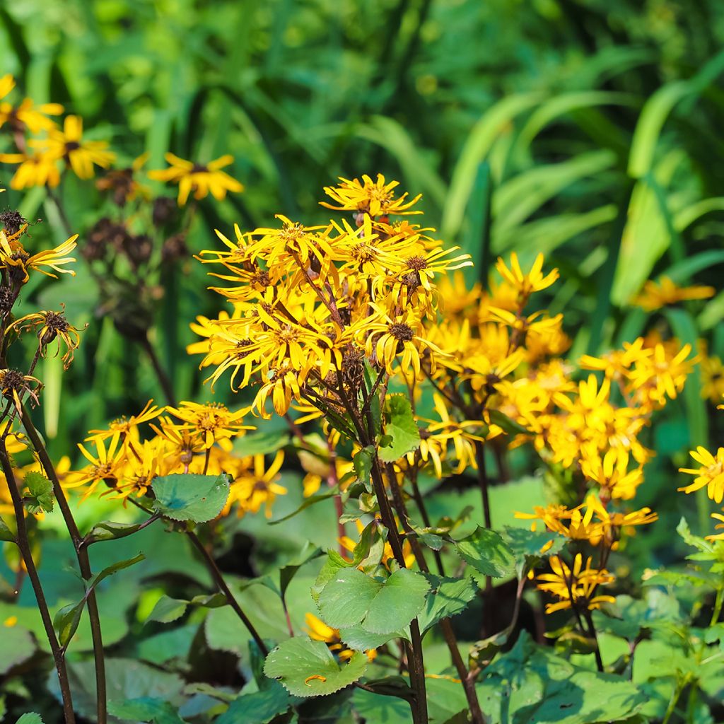 Ligularia dentata Othello - Strauß-Goldkolben