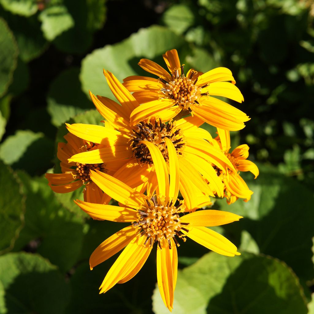 Ligularia dentata Othello - Ligulaire