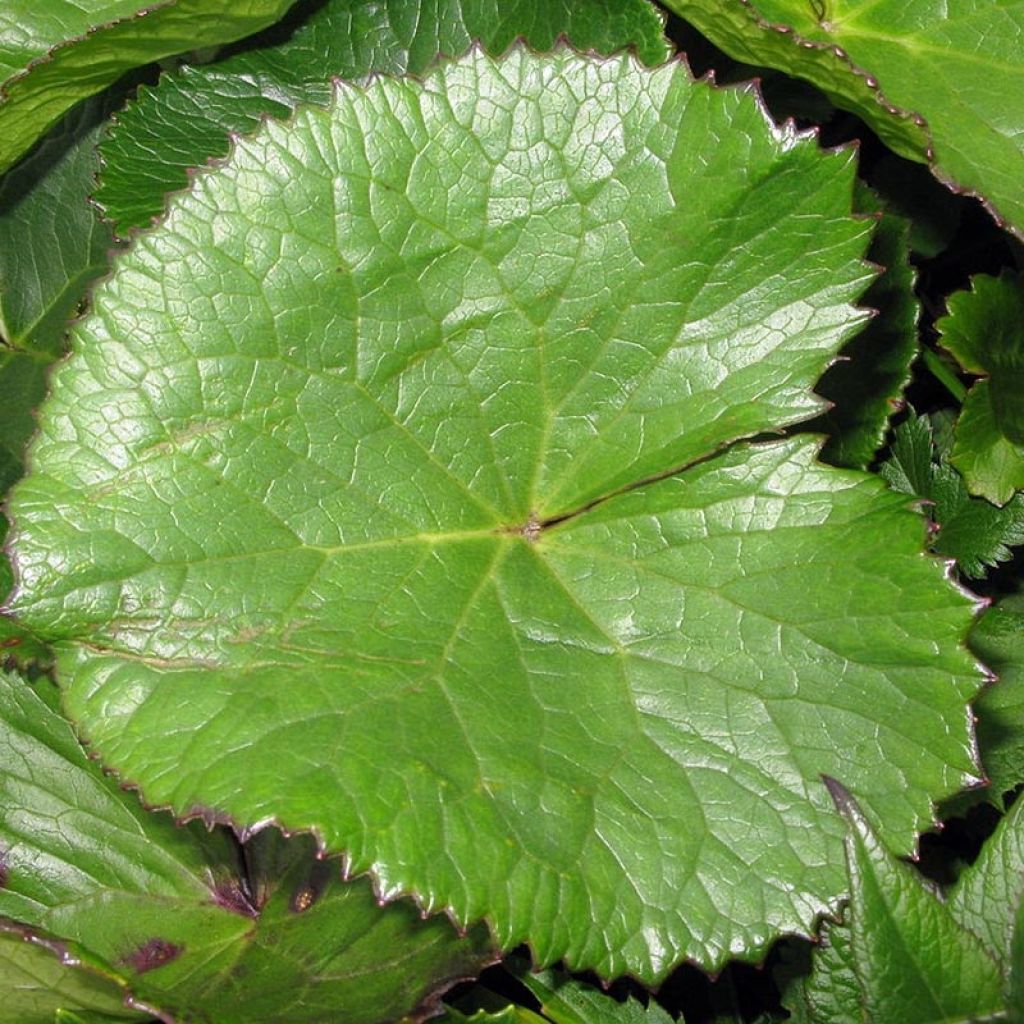 Ligularia hodgsonii - Ligulaire hodgsonii