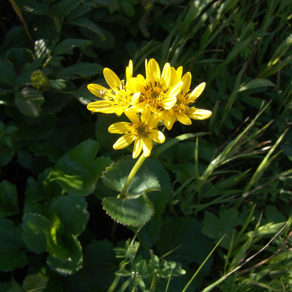 Ligularia hodgsonii - Goldkolben