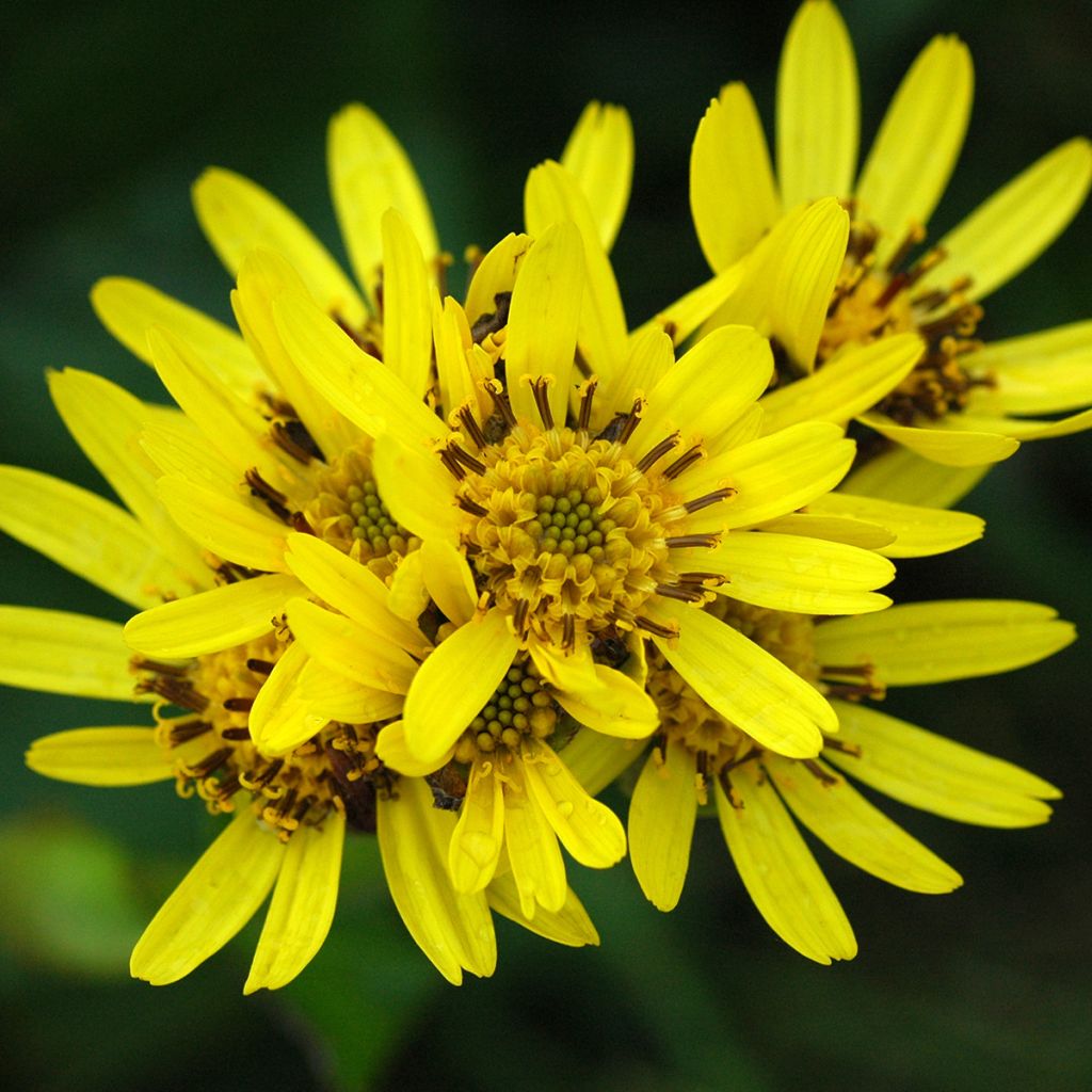 Ligularia hodgsonii - Goldkolben