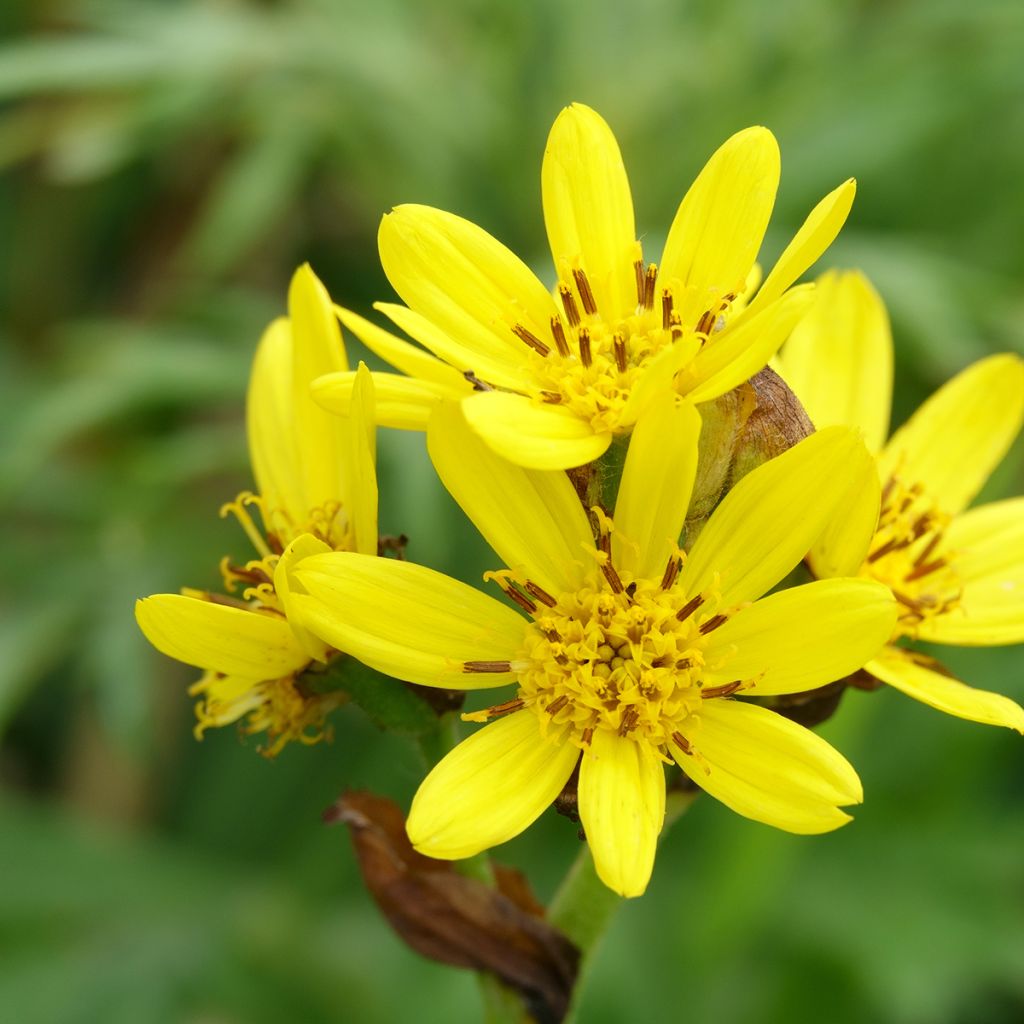 Ligularia hodgsonii - Goldkolben