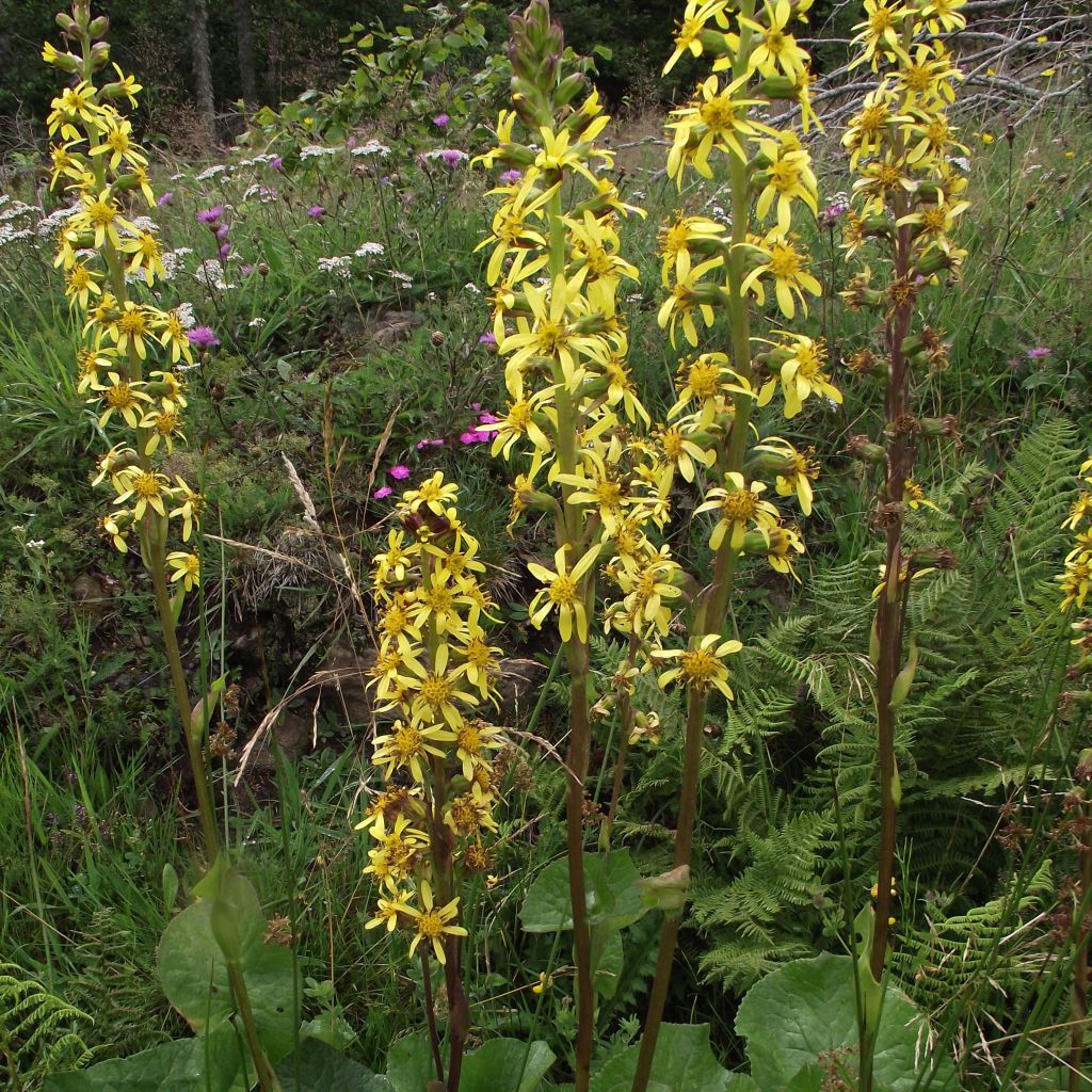 Ligularia sibirica - Sibirischer Goldkolben