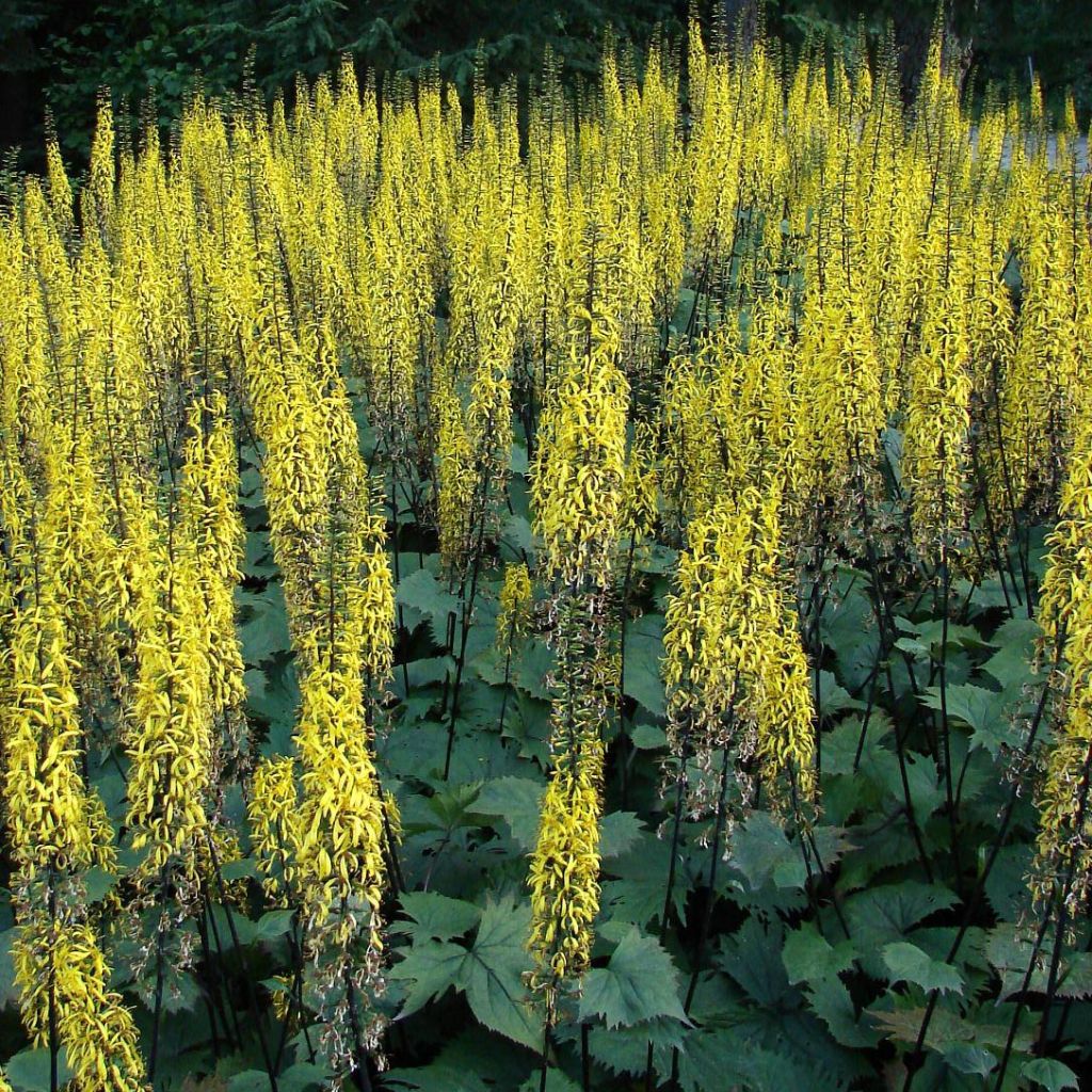 Ligularia stenocephala - Kerzen-Goldkolben