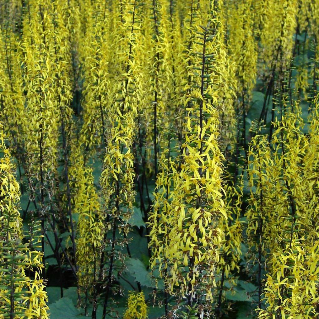 Ligulaire, Ligularia stenocephala