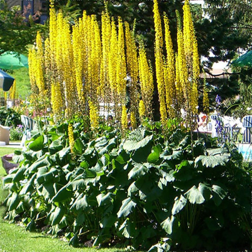 Ligularia stenocephala The Rocket - Kerzen-Goldkolben