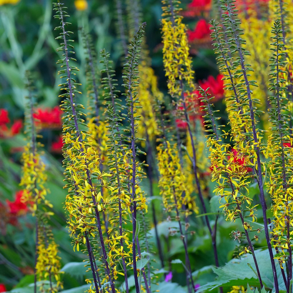 Ligularia wilsoniana - Wilson-Goldkolben