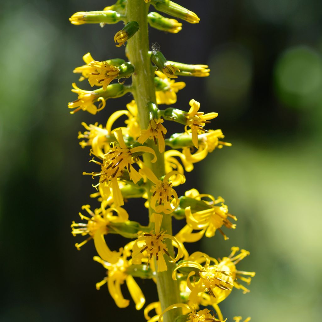 Ligularia wilsoniana - Wilson-Goldkolben